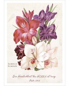 Postkarte Herrlichkeit - Gladiolen 12EX